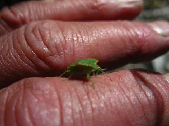 A beetle flys by to visit.